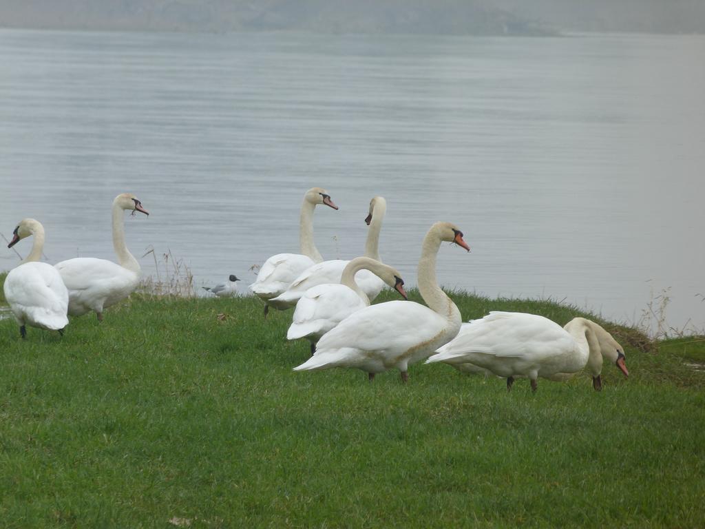 Les Gites De Colliers Muides-sur-Loire Bilik gambar
