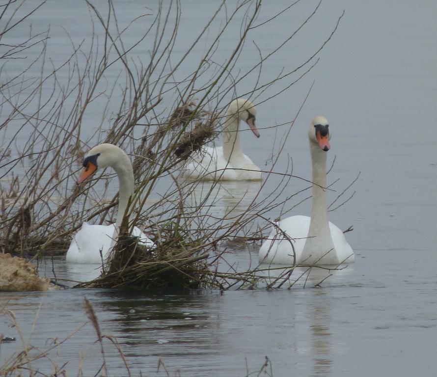 Les Gites De Colliers Muides-sur-Loire Bilik gambar